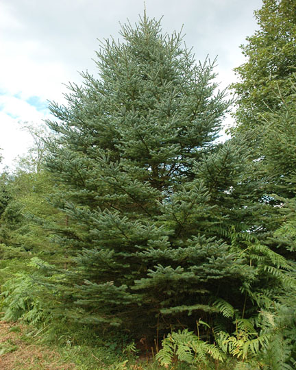 ель сизая алматы питомник plants